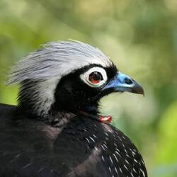 Ein wunderschöner Schwarzmaskenguan