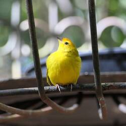 Ein knallgelber Kanarienvogel an der Futterstelle