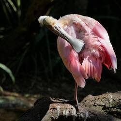 Ein passend benannter Rosalöffler begrüßt uns