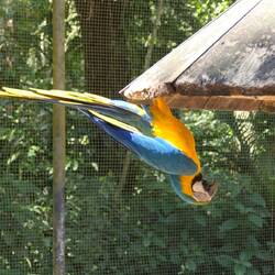 Gelbbrustara-Akrobatik