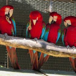 Grünflügelara-Kaffeekränzchen