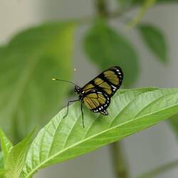 Ein zarter Glasflügel-Schmetterling flattert vorbei