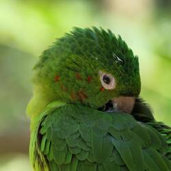 Der Pavuasittich putzt sich