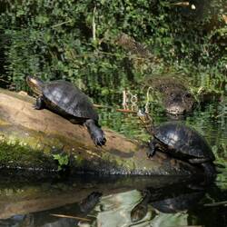 Südamerikanische Schmuckschildkröten, passt auf, hinter euch! 😱