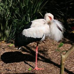 Ein Maguari-Storch plustert sich stolz auf