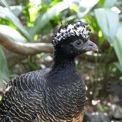 Ein Hokko zeigt seine schönen Kopffedern