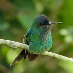Tanjas Lieblingsvögel: Kolibris 😍