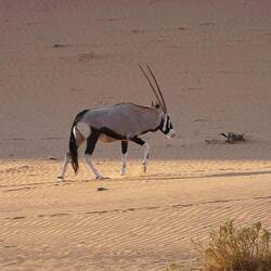 Oryxantilopä