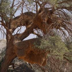 riesigä Baum, mit riiesigem Vogelnest