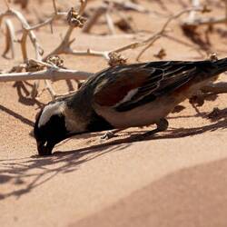 er het öppis zum Essä gfunde