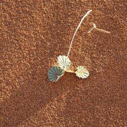 Pflanze wachsed au uf de Dünä