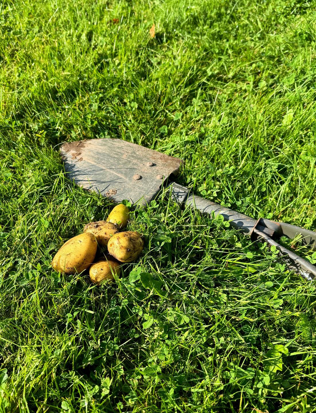 Kartoffelernte am frühen Morgen
