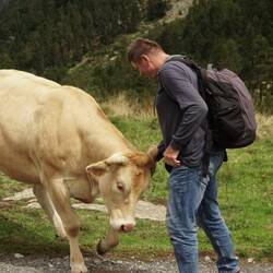 Die frei laufenden Kühe sind recht entspannt, allerdings schubst diese gleich einen anderen Mann um.