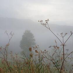 Schöner Nebel in 760m Höhe.
