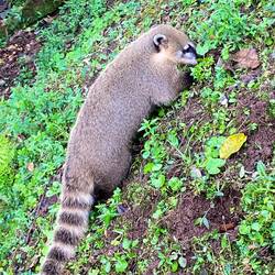 Nasenbären auf Futtersuche 😄👃