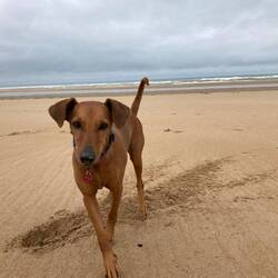 Omaha Beach