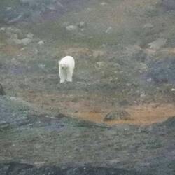 Got closer to this one (need more zoom)