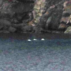 Beluga whales