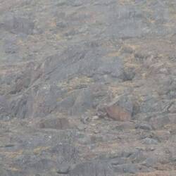 Polar Bearsspotted you can see 2 but there are actually 3 a cub as well my camera was out of focus
