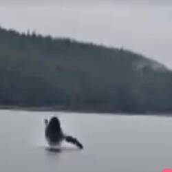Humpback whale breaching