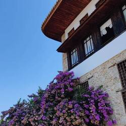Eine prächtige Bougainvillea