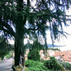 Ich fühle mit sehr klein gegen diesen großen Baum. Er kann bestimmt viel erzählen