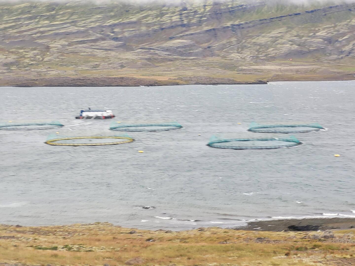 Salmon Farm