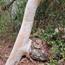 Sieht aus als würde der Baum den Stein "verschlingen" wollen...