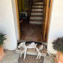 Chica liegt immer im Weg rum 😅