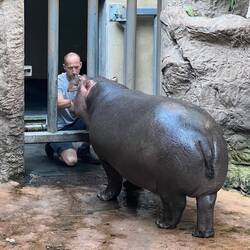 Das Baby Flusspferd 😍