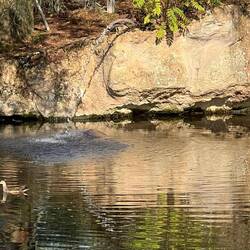 Und hier chillt ein Elternteil. Alle paar Minuten tauchten Ohren und Nase auf. 😁