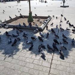 Neuer Versuch eine Tierarmee zu übernehmen