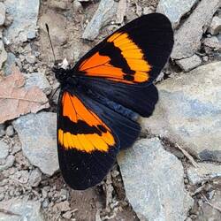 schönste Schmetterlinge am Wegesrand