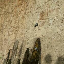 Pombo pombinho pombão