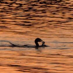 Abendessen für den Kormoran 😃
