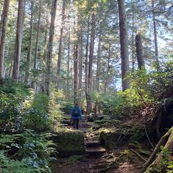 Nächste Wanderung im Wald der Beautiful Bay