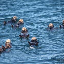 Süßes Otter-Happening auf der Fähre zurück