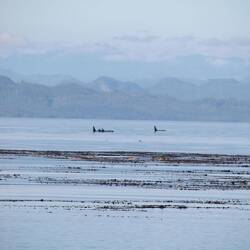 Eine Gruppe von 10 Orcas schaut am Strand vorbei
