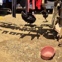 Gehalten wird so allerlei Getier bei den Einheimischen 🦆🐖🪿