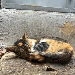 Ich glaub' am Ende der Reise könnte ich einen Katzenkalender rausbringen. 😂🐈