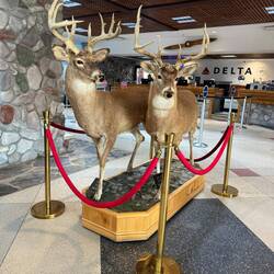 Deer and a fireplace