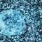 A picture of plankton in seawater