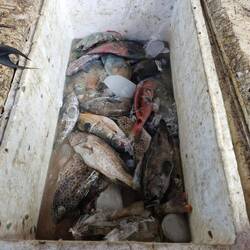 Just next level - your looking at Bali belly right there 🤣😂