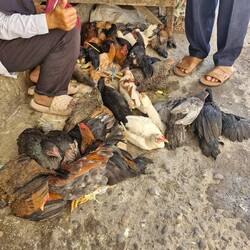 All still alive, until you pick one and they kill it for ya