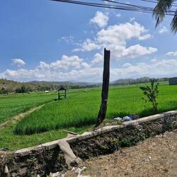Rice paddy fields