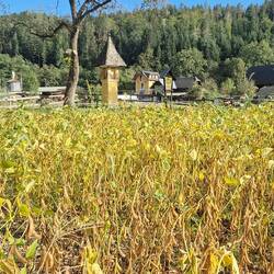 Sojateelt komt veelvuldig voor