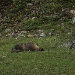 Unser erstes Murmeltier in freier Wildbahn