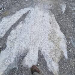 Spuren von Bigfoot entdeckt