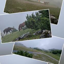 Rast, weil wir nix mehr sehen, hören nur animalische Geräusche. Ah, Pferde am geschlossenen Lift