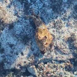 Sea Hare